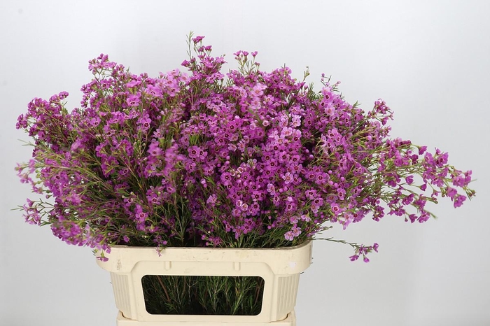 <h4>Chamelaucium Niek's Pride</h4>