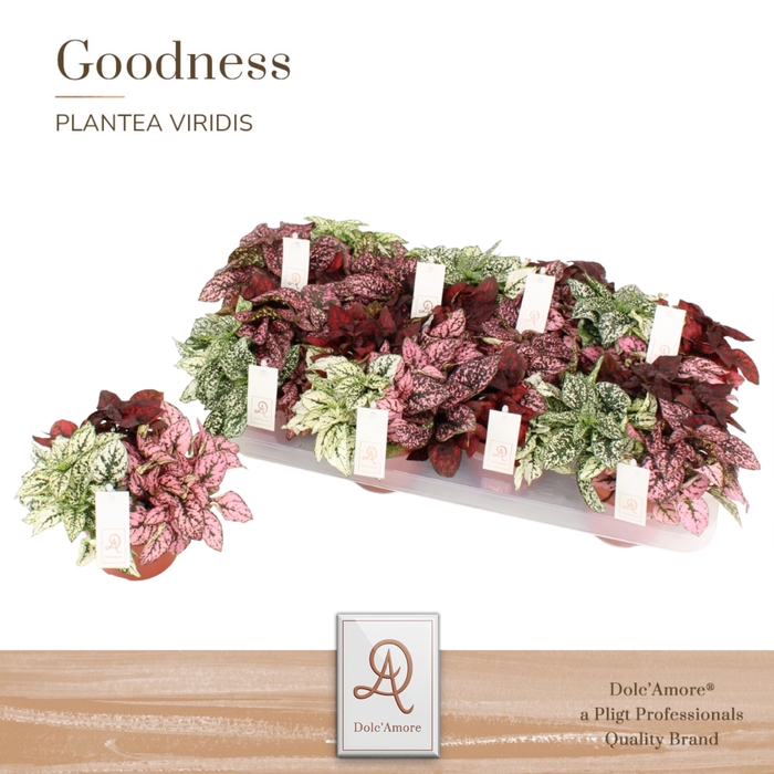 <h4>Hypoestes TRIO P12 Dolc'Amore® Etiket</h4>