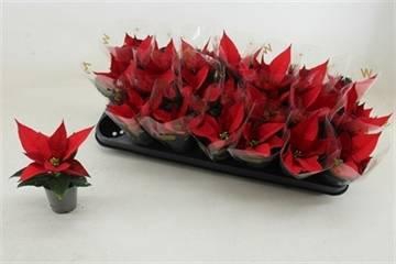 <h4>EUPHOR P RED JOY</h4>