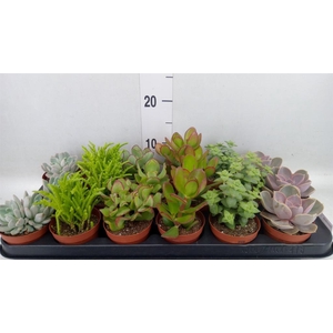 Succulents   ...mix 6