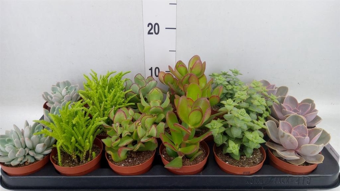 <h4>Succulents   ...mix 6</h4>