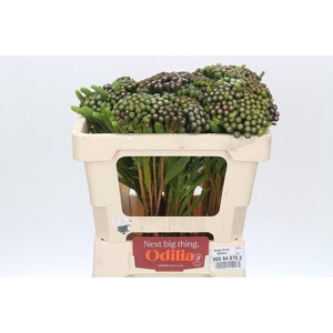 Kaaps Groen Albiflora