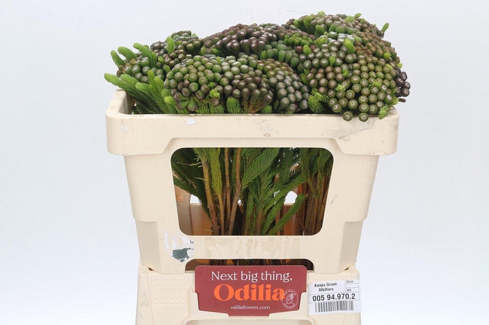 <h4>Kaaps Groen Albiflora</h4>