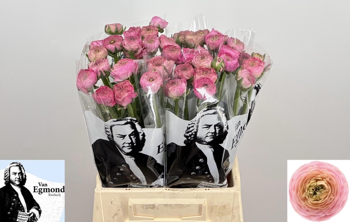 <h4>RAN AAZUR PINK</h4>