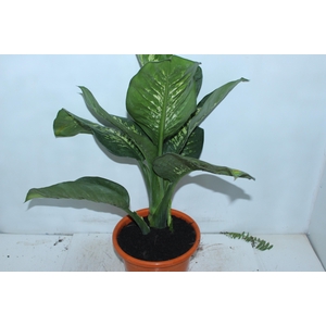 DIEFFENBACHIA TROPIC SNOW P24