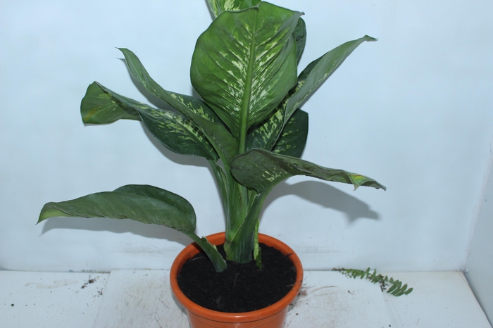 <h4>DIEFFENBACHIA TROPIC SNOW P24</h4>