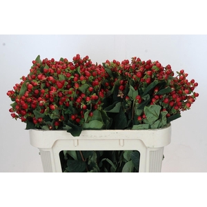 Hypericum Magical Triumph