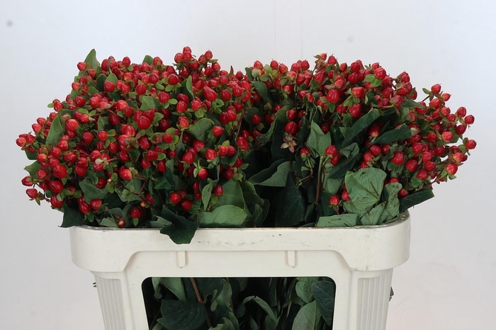 <h4>Hypericum Magical Triumph</h4>