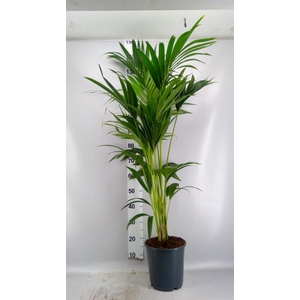 Howea forsteriana
