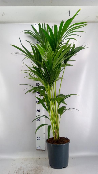 <h4>Howea forsteriana</h4>