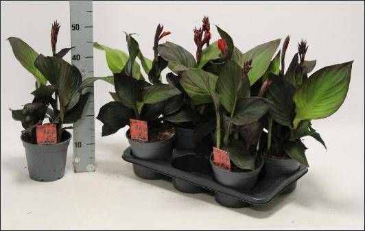 <h4>CANNA ISLAND S GEM</h4>