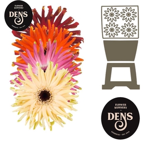 Gerbera Pasta Mix Diamond