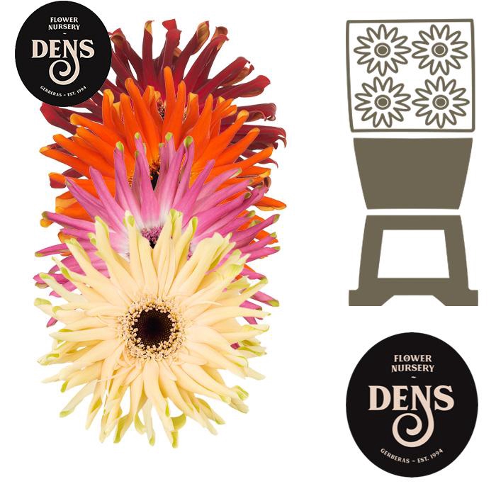 <h4>Gerbera Pasta Mix Diamond</h4>