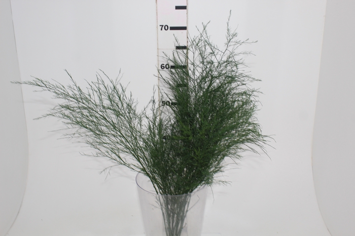 <h4>FOLHAGEM ASPARGO VASSOURINHA</h4>