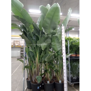Strelitzia nicolai