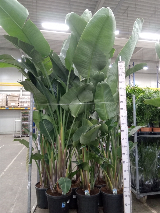 <h4>Strelitzia nicolai</h4>