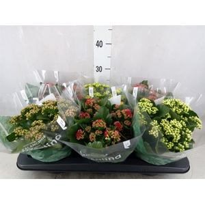 Kalanchoe blos. 'RosDon Collection'