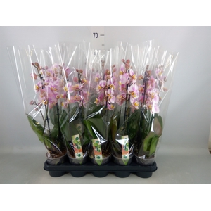 Phalaenopsis  'Corolla Beach'
