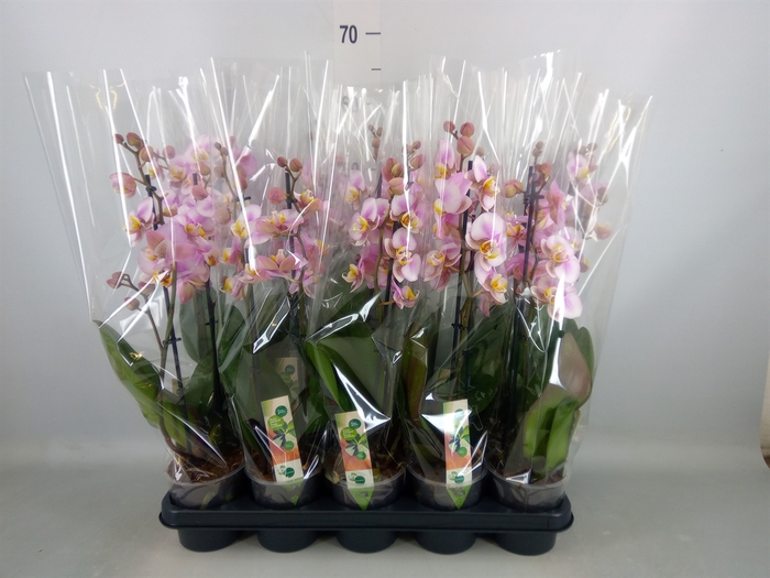 <h4>Phalaenopsis  'Corolla Beach'</h4>