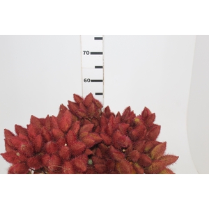 FOLHAGEM URUCUM