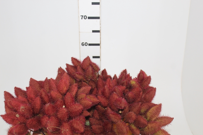 <h4>FOLHAGEM URUCUM</h4>
