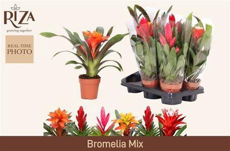 Bromelia Gem
