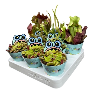 Vleesetende planten mix 8,5 cm in Flybye potcover