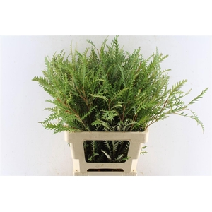 GREVI IVANHOE BRONZE