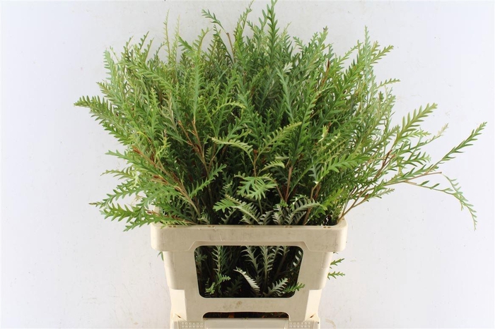 <h4>GREVI IVANHOE BRONZE</h4>