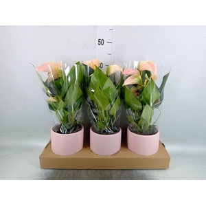 Anthurium andr. 'Joli Peach'