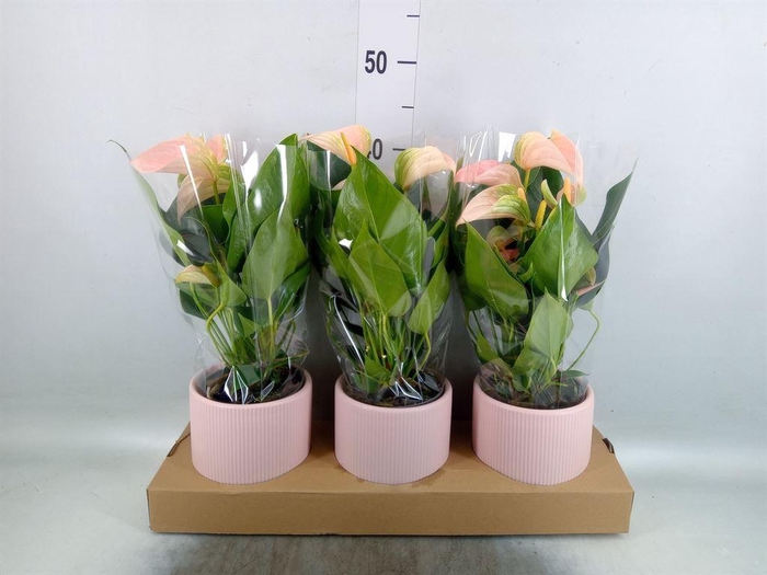 <h4>Anthurium andr. 'Joli Peach'</h4>