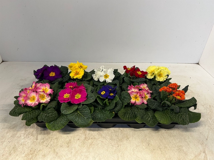 <h4>Primula ac.   ...mix</h4>