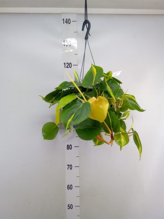 <h4>Philodendron scand. 'Brasil'</h4>