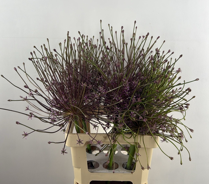 <h4>ALLIUM SCHUBERTII XL</h4>