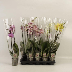 PHAL GEM