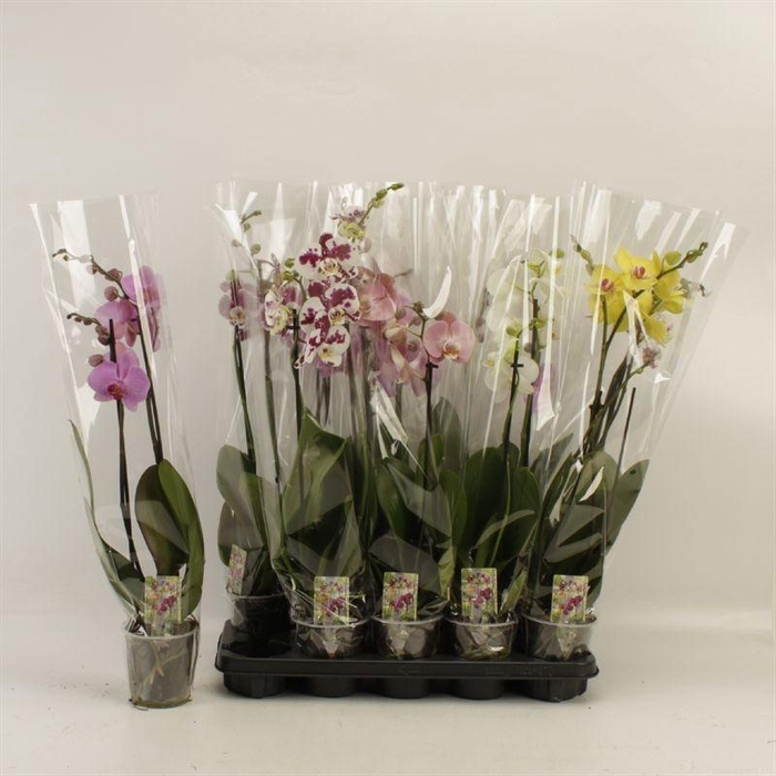 <h4>PHAL GEM</h4>