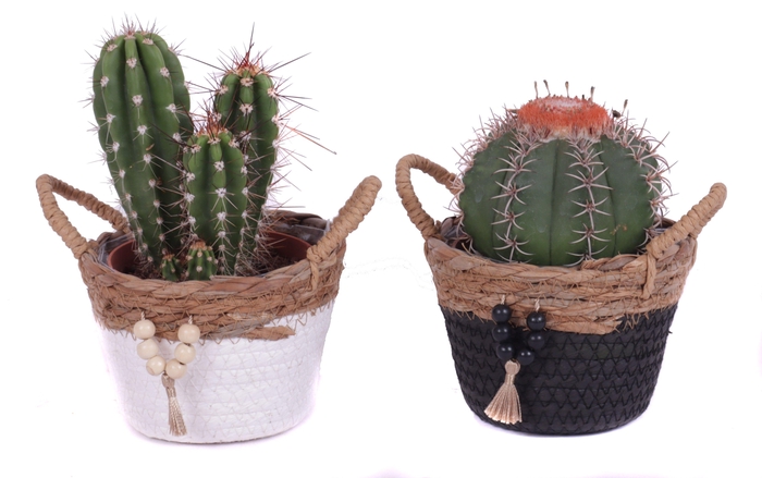 <h4>Cactus mix 10,5 cm in tokelau mand</h4>