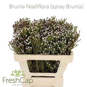 Brunia Nodiflora (spray Brunia)