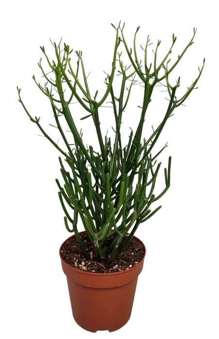 <h4>EUPHOR TIRUCALLI</h4>