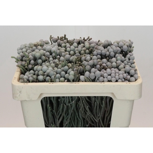 Kaaps Groen Silver Brunia