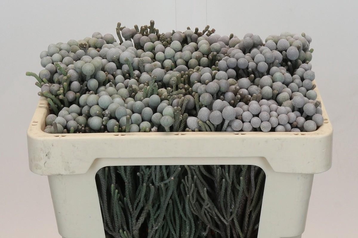 Kaaps Groen Silver Brunia