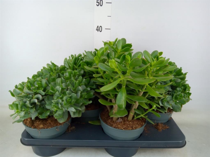 <h4>Crassula ...mix</h4>