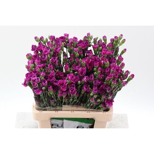 Dianthus TR 'Jacaranda'