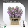 Matthiola Iron Marine