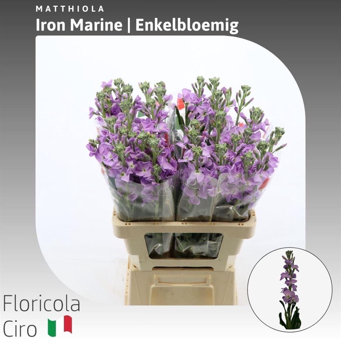 <h4>Matthiola Iron Marine</h4>