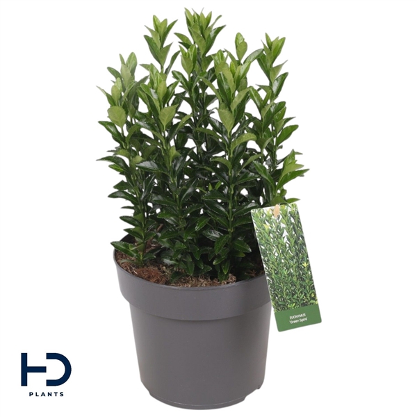 <h4>Euonymus jap. 17cm Green Spire</h4>