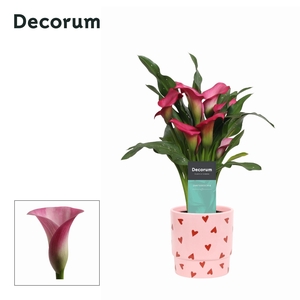 Zantedeschia (Calla) Roze in Ompot Lotte LOVE ( Decorum)