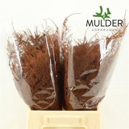 <h4>Asp Ov Klb H%</h4>