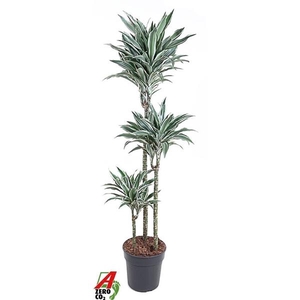Dracaena fragrans Compacta Grp White Jewel