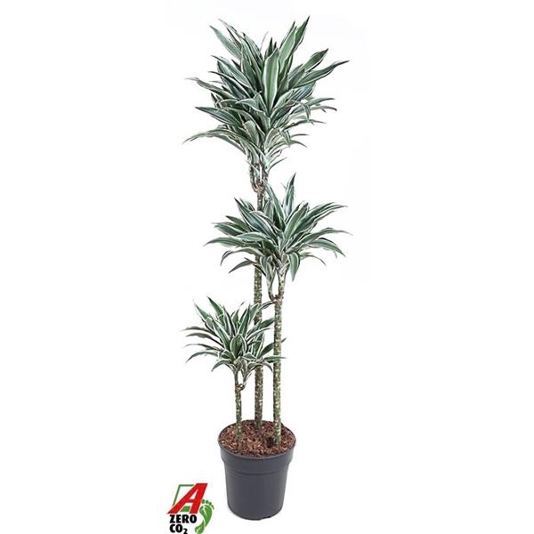 Dracaena fragrans Compacta Grp White Jewel